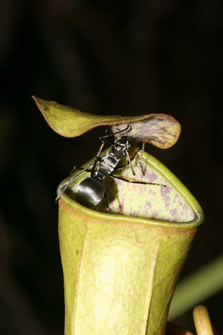 Image: Ant on a pitcher plant